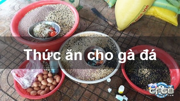 Chăm sóc gà đá với chế độ dinh dưỡng hợp lý nhất