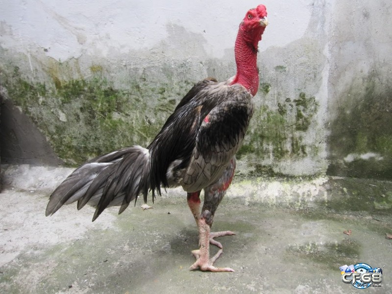 Tìm hiểu thông tin về gà đá chọi