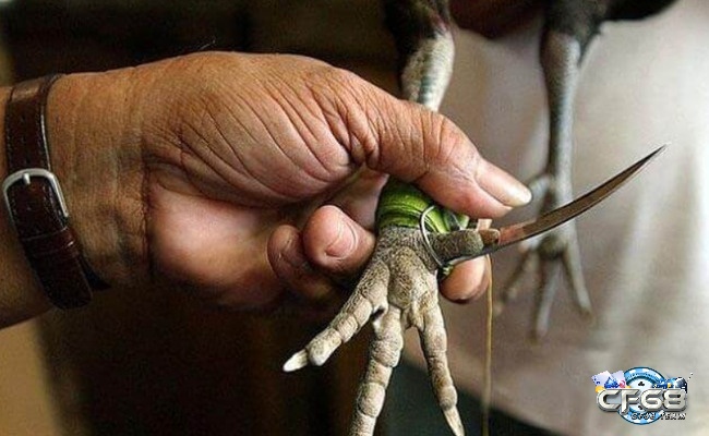 Đá gà cựa dao là hình thức mà các chiến kê sẽ được đeo thêm cực dao vào chân để thêm sức sát thương
