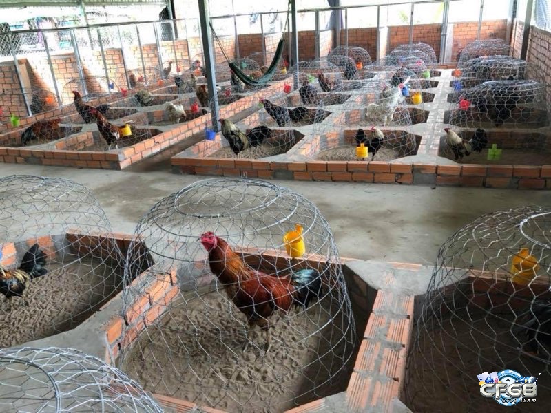Mô hình chuồng trại gà đá thoáng mát, đủ ánh sáng và không gian – Yếu tố then chốt giúp gà khỏe mạnh và ít bệnh tật