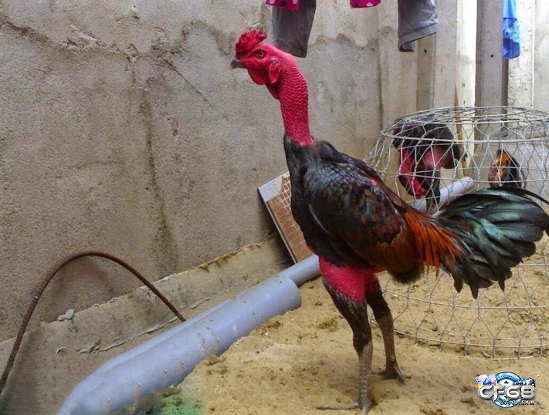 Tùy vào mục đích như thi đấu, bảo tồn hay làm cảnh mà bạn nên lựa chọn giống gà đá phù hợp để đạt hiệu quả tối ưu.